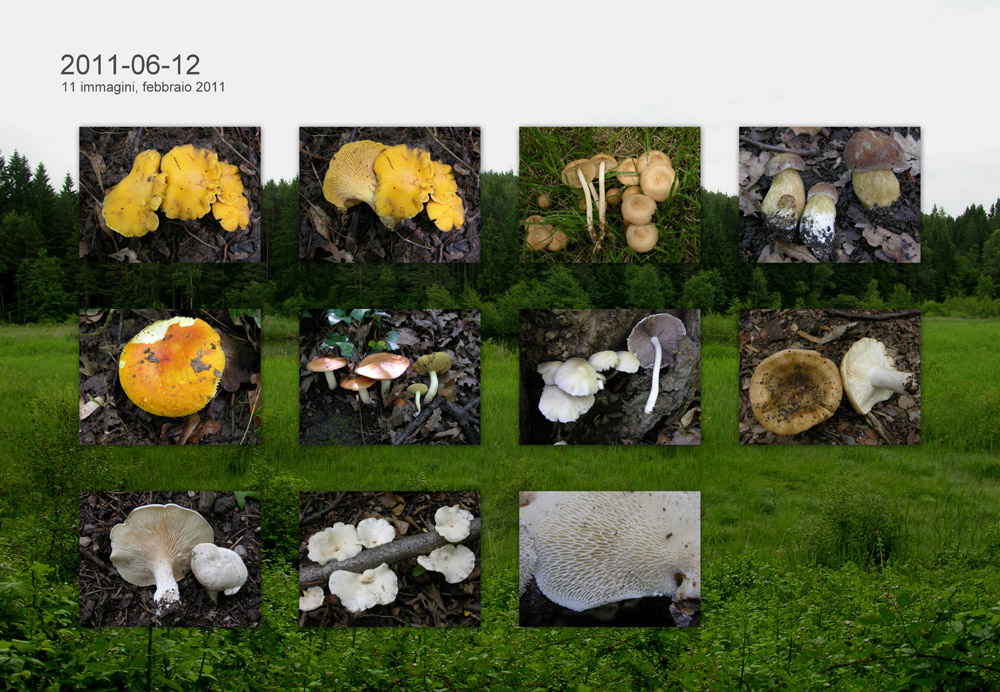 Ritrovamenti 12 giugno 2011.